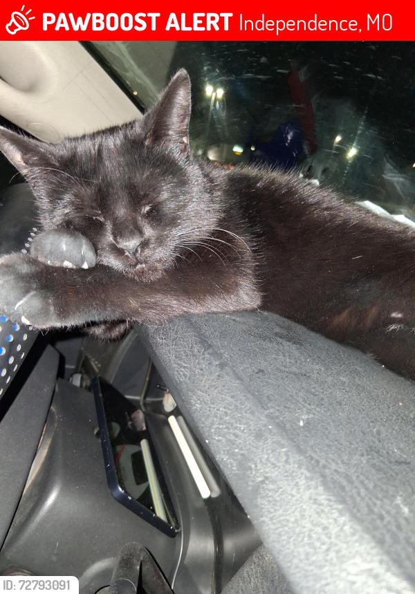 Lost Female Cat last seen Noland and 40 highway , Independence, MO 64133
