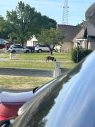 Found/Stray Male Dog last seen Walking around hses , Tulsa, OK 74129