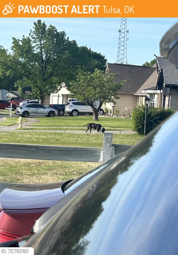 Found/Stray Male Dog last seen Walking around hses , Tulsa, OK 74129