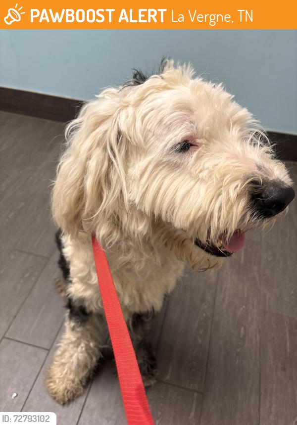 Found/Stray Male Dog last seen Waldron Road and Lake Road, La Vergne, TN 37086