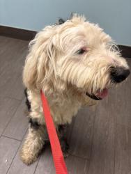 Found/Stray Male Dog last seen Waldron Road and Lake Road , La Vergne, TN 37086