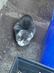 Found/Stray Unknown Cat last seen Snyder , Philadelphia, PA 19145