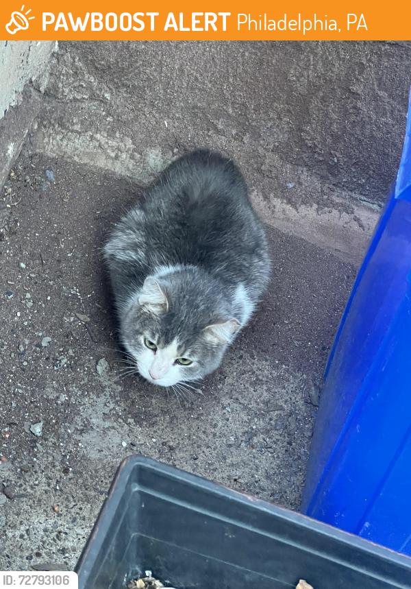 Found/Stray Unknown Cat last seen Snyder , Philadelphia, PA 19145