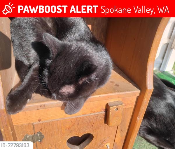 Lost Female Cat last seen Barker , Spokane Valley, WA 99027