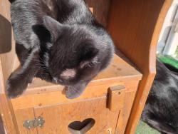 Lost Female Cat last seen Barker , Spokane Valley, WA 99027