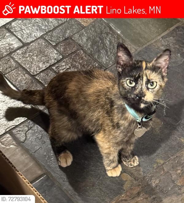 Lost Female Cat last seen Between Forsham Lake Dr and Marshan Ct, Lino Lakes, MN 55014