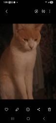 Reunited Male Cat last seen Wolcott pl, Los Angeles, CA 91311