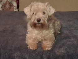 Lost Female Dog last seen Pablo, Escondido, CA 92027