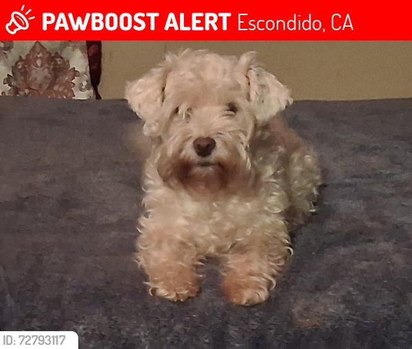Lost Female Dog last seen Pablo, Escondido, CA 92027