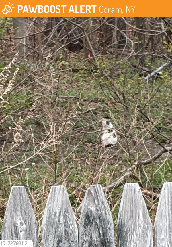 Found/Stray Unknown Cat last seen Behind the woods on Arrow St and Cub St, Selden NY, Coram, NY 11784