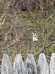 Found/Stray Unknown Cat last seen Behind the woods on Arrow St and Cub St, Selden NY, Coram, NY 11784