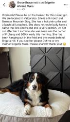Found/Stray Female Dog last seen Lost skittish dog, Valparaiso, IN 46385