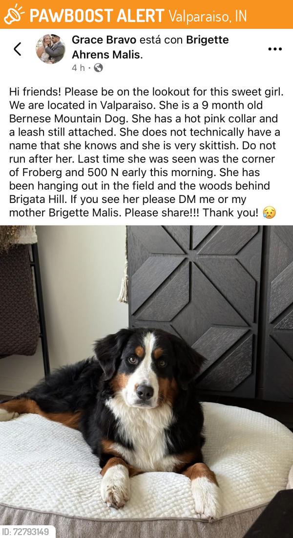 Found/Stray Female Dog last seen Lost skittish dog, Valparaiso, IN 46385