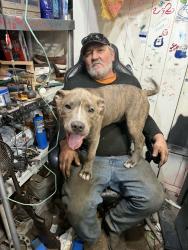 Lost Male Dog last seen dobbins pike , Gallatin, TN 37066