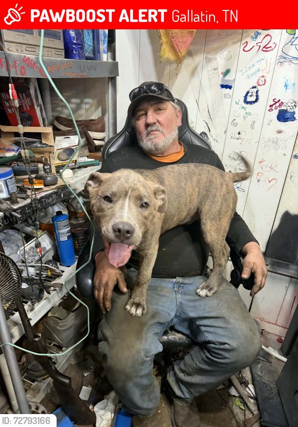 Lost Male Dog last seen dobbins pike , Gallatin, TN 37066