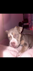 Lost Female Dog last seen Bob Brook ct and arrowwood st Andrews middle school , Columbia, SC 29210