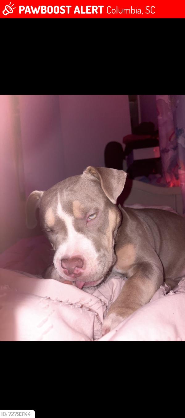 Lost Female Dog last seen Bob Brook ct and arrowwood st Andrews middle school , Columbia, SC 29210