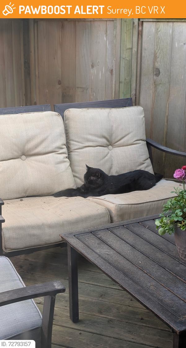 Found/Stray Unknown Cat last seen Near 101 abe, Surrey, BC V3R 8X8
