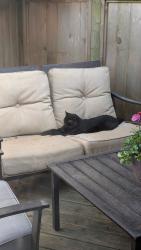 Found/Stray Unknown Cat last seen Near 101 abe, Surrey, BC V3R 8X8