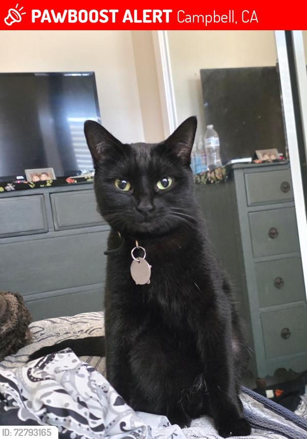 Lost Female Cat last seen Violet Way, Campbell, CA 95008