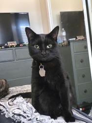 Lost Female Cat last seen Ricon Drive, Campbell, CA 95008