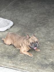 Found/Stray Male Dog last seen Highland and H st. San Bernardino , San Bernardino, CA 92405