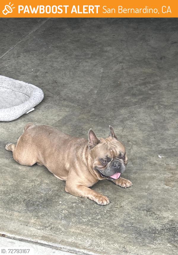 Found/Stray Male Dog last seen Highland and H st. San Bernardino , San Bernardino, CA 92405