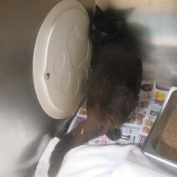 Shelter Stray Female Cat last seen , Memphis, TN 38133