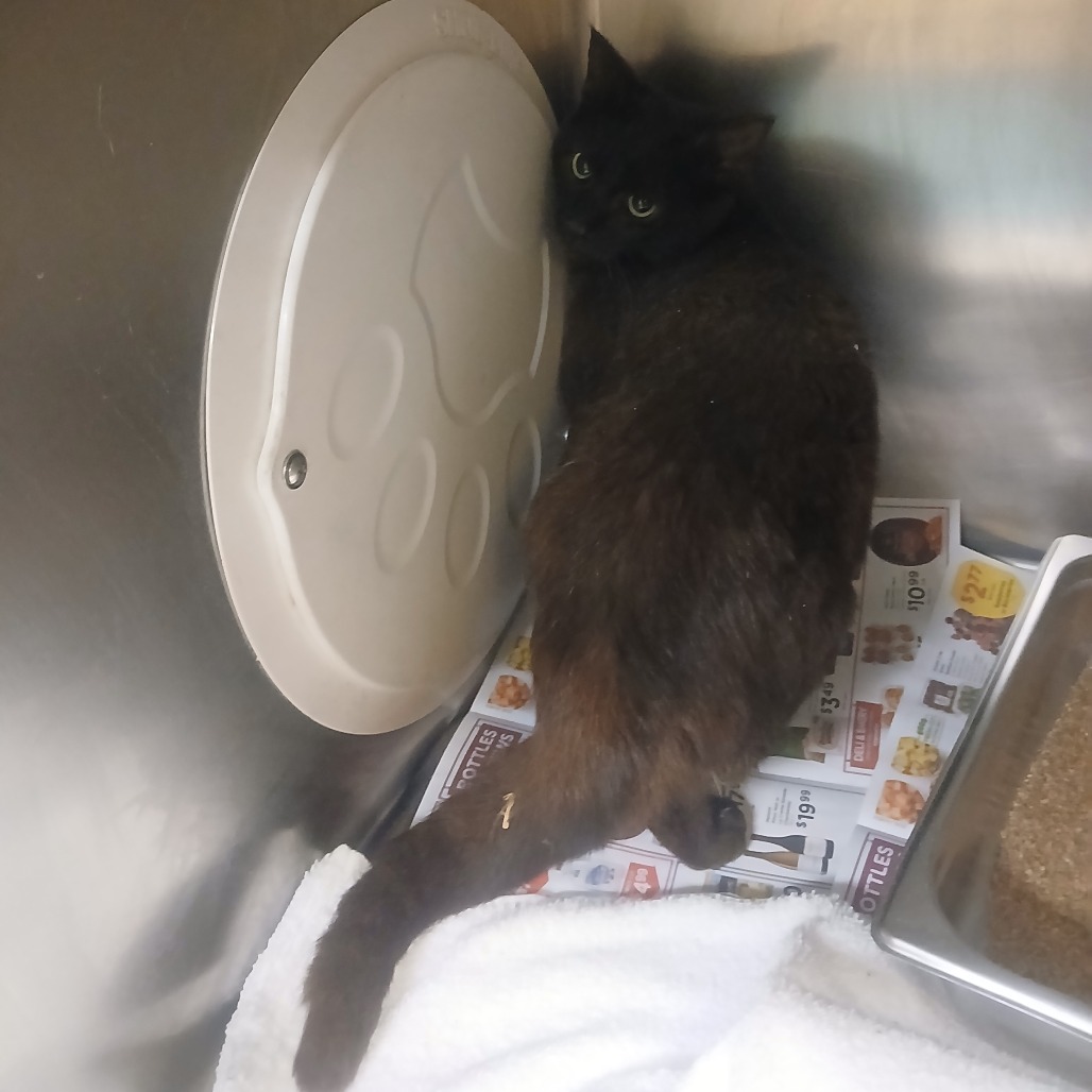 Shelter Stray Female Cat last seen , Memphis, TN 38133