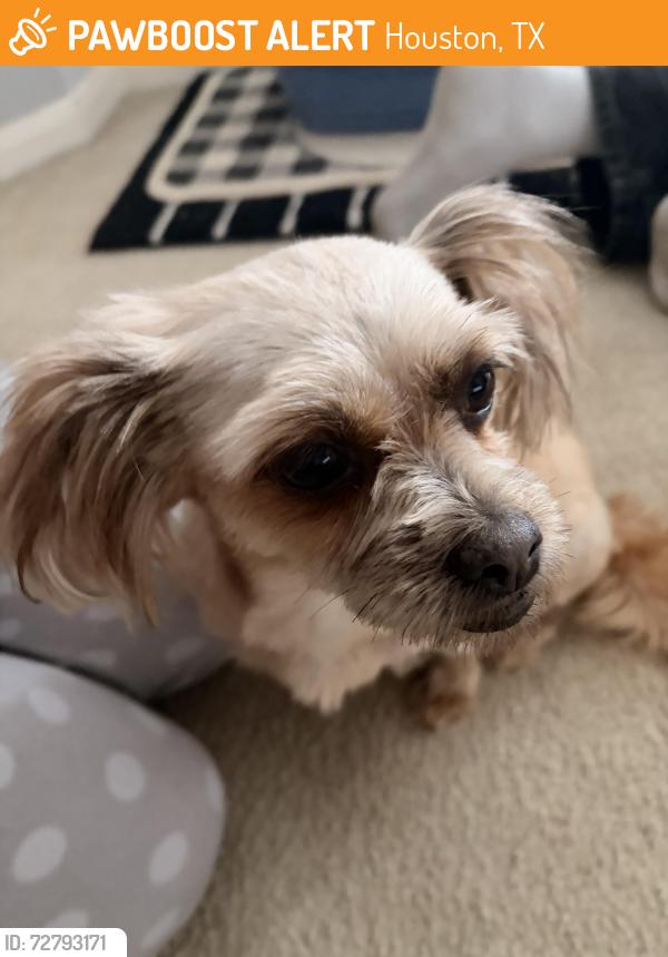 Found/Stray Female Dog last seen South belt elementary , Houston, TX 77089