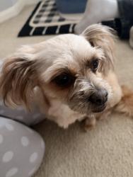Found/Stray Female Dog last seen South belt elementary , Houston, TX 77089