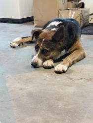 Found/Stray Male Dog last seen Corner of Alta and Western, Fort Worth, TX 76107
