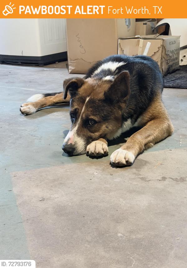 Found/Stray Male Dog last seen Corner of Alta and Western, Fort Worth, TX 76107