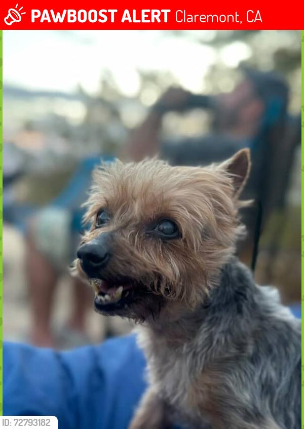 Lost Male Dog last seen Web Canyon Drive , Claremont, CA 91711