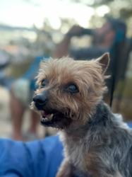 Lost Male Dog last seen Web Canyon Drive , Claremont, CA 91711