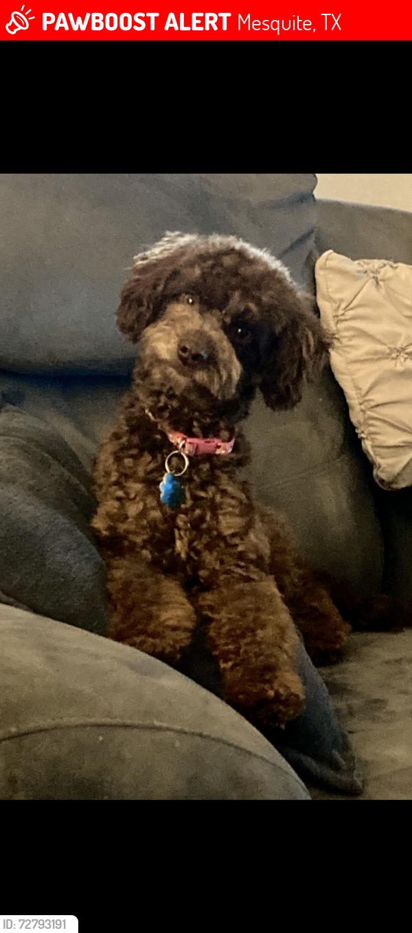 Lost Female Dog last seen CVS on Cartwright in mesquite,Texas , Mesquite, TX 75181