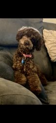 Lost Female Dog last seen CVS on Cartwright in mesquite,Texas , Mesquite, TX 75181