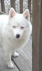 Found/Stray Male Dog last seen Chicago Ave. & 1st Avenue , Melrose Park, IL 60160