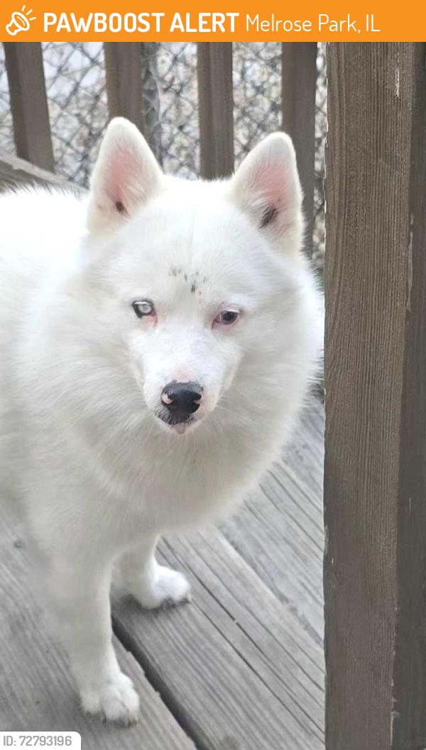 Found/Stray Male Dog last seen Chicago Ave. & 1st Avenue , Melrose Park, IL 60160