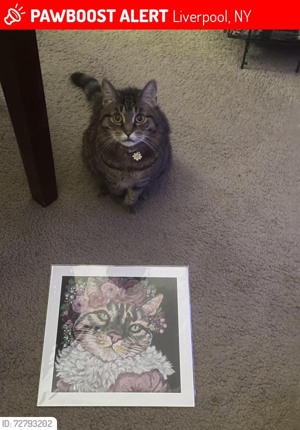 Lost Female Cat last seen Longbranch, Liverpool, NY 13090