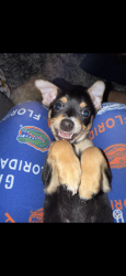 Lost Male Dog last seen Near prospect st Groveland fl 34736, Groveland, FL 34736