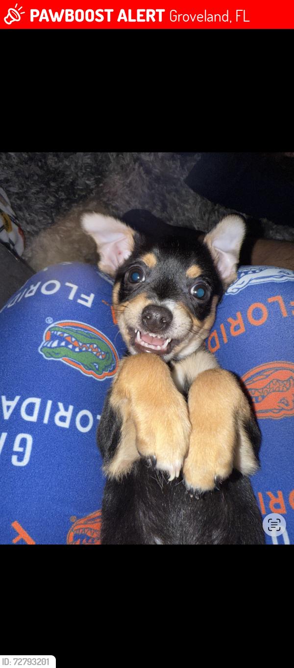 Lost Male Dog last seen Near prospect st Groveland fl 34736, Groveland, FL 34736