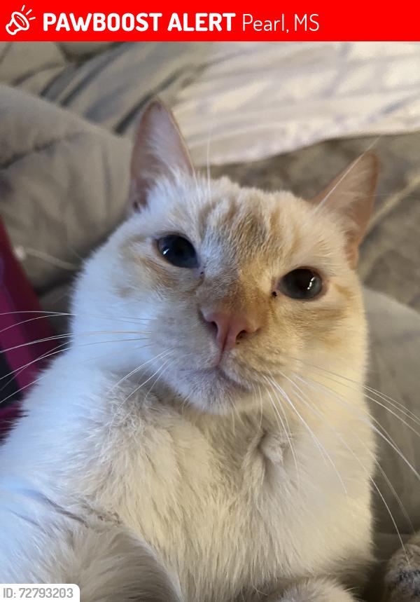 Lost Male Cat last seen Greenfield road, Pearl, MS 39208