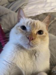 Lost Male Cat last seen Greenfield road, Pearl, MS 39208