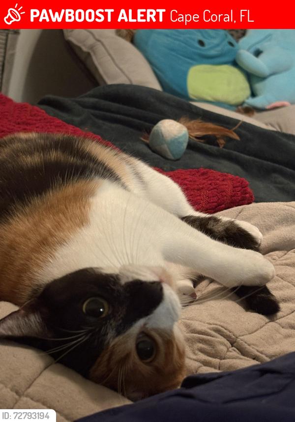 Lost Female Cat last seen Near urban buzz , Cape Coral, FL 33904