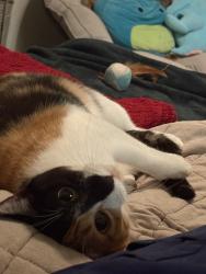 Lost Female Cat last seen Near urban buzz , Cape Coral, FL 33904
