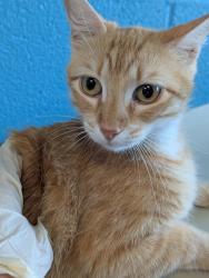Shelter Stray Female Cat last seen Bexar County, New Braunfels, TX 78130