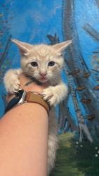 Shelter Stray Male Cat last seen Bexar County, New Braunfels, TX 78130