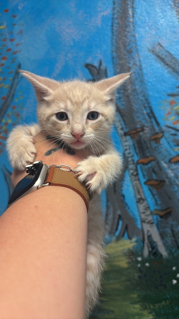 Shelter Stray Male Cat last seen Bexar County, New Braunfels, TX 78130