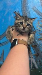 Shelter Stray Female Cat last seen Bexar County, New Braunfels, TX 78130